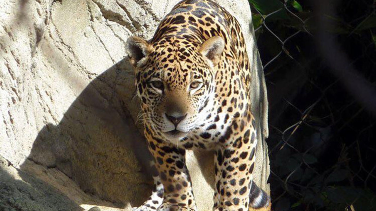 Florida zoo Oldest female jaguar in US dead at 22