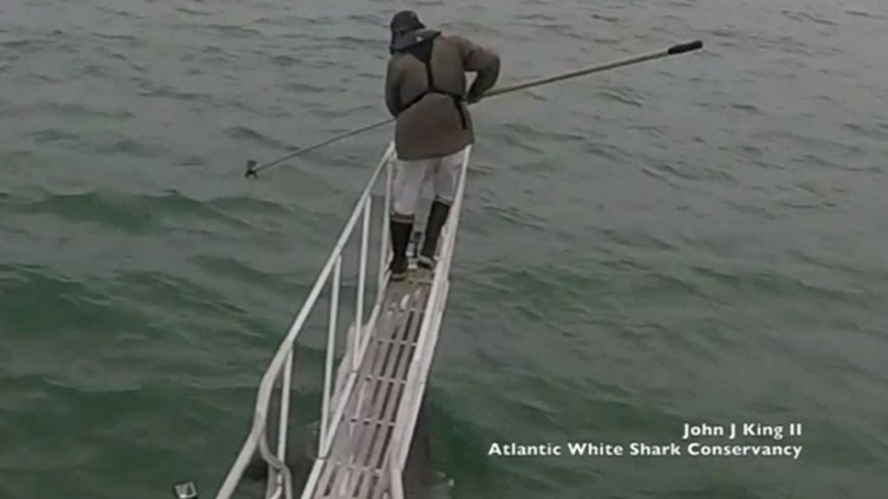 Video captures shark leaping from water near Cape Cod