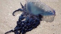 Portuguese man o’ war spotted along Space Coast beaches