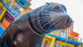 SeaWorld announces return of "Clyde and Seamore" sea lion show