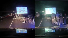 Police herd 900 chicks to safety after they were dumped on highway