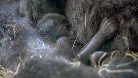 Baby gorilla Oliver makes his debut at Busch Gardens