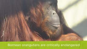 Busch Gardens Tampa Bay welcomes a baby orangutan