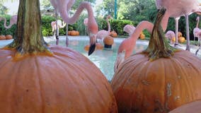 SeaWorld Flamingos celebrate first day of Fall at pumpkin patch