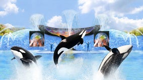 Facing ban on orca breeding, SeaWorld contemplates next move