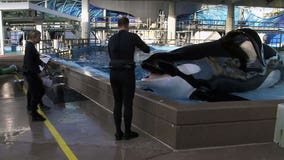 SeaWorld Orlando's Tilikum improving; PETA says orcas should be placed in sea sanctuaries