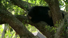 Florida governor stiffens penalties against bear poaching