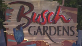 Busch Gardens parkgoer struck by celebratory gunfire, police say