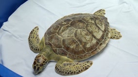 SeaWorld Orlando rescues green sea turtle