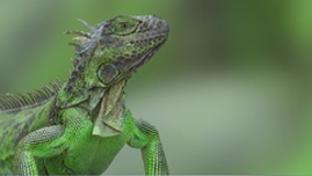 Florida homeowner finds 98 iguana eggs in backyard, setting a local record