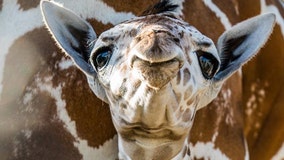 Baby giraffe born on Thanksgiving at Busch Gardens