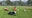 Youth soccer players practice dramatic diving, screaming in 'Neymar' drill