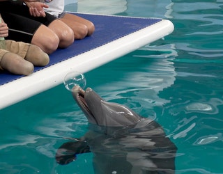 Clearwater Aquarium S Winter And Hope Celebrate Birthdays With
