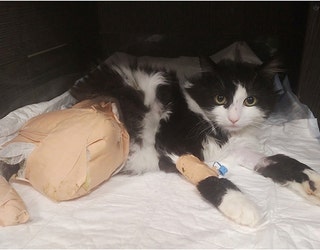 Bulgarian Cat Hit By Train Gets Bionic Paws Fox 35 Orlando