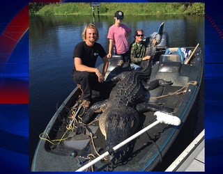 Lake Marion gator one of processor's biggest ever