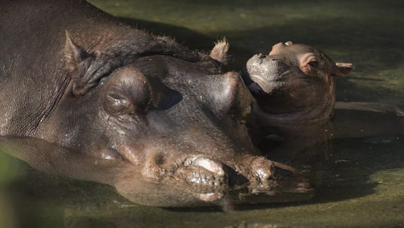 Disney celebrates first Nile hippo birth in 13 years
