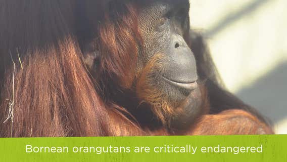 Busch Gardens Tampa Bay welcomes a baby orangutan