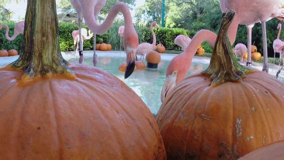 SeaWorld Flamingos celebrate first day of Fall at pumpkin patch