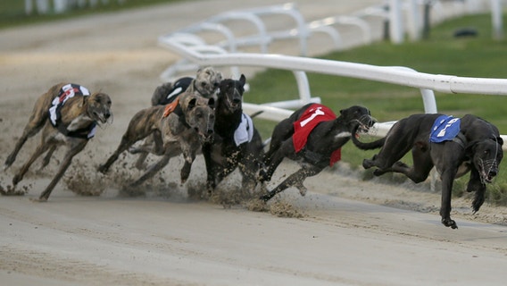 Greyhound racing to end in Daytona Beach in March
