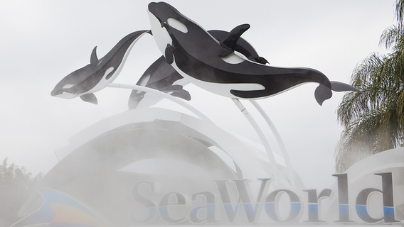 SeaWorld CEO resigns after just months on the job