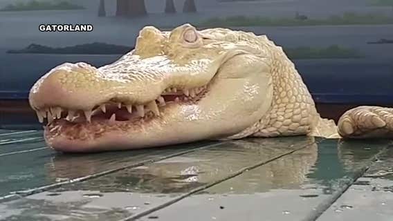 Meet 'Pearl,' the rare albino alligator at Gatorland