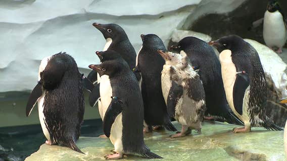 Special wetsuit keeps penguin without feathers warm