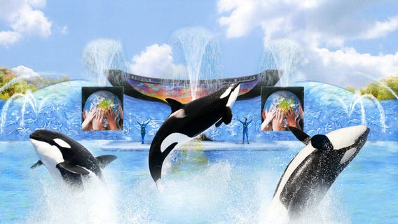 Facing ban on orca breeding, SeaWorld contemplates next move