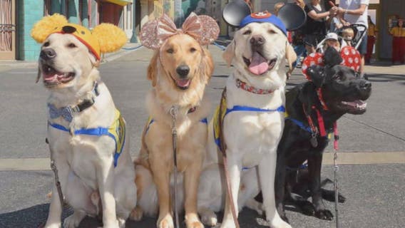 Service dogs in training enjoy day at Disneyland