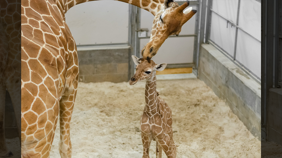 It's a boy! Jacksonville zoo welcomes new baby giraffe