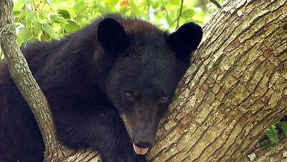Florida bear hunt: FWC releases proposed guidelines of what would become annual event