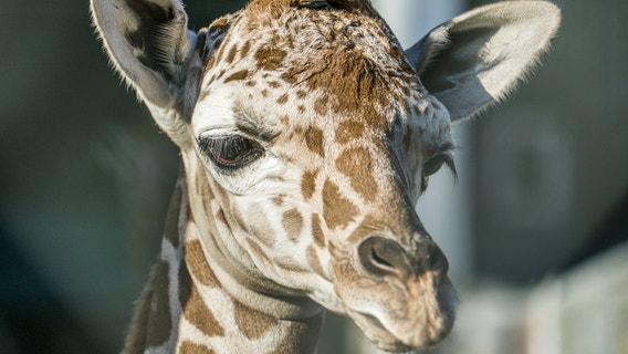 Baby giraffe born at Busch Gardens Tampa Bay