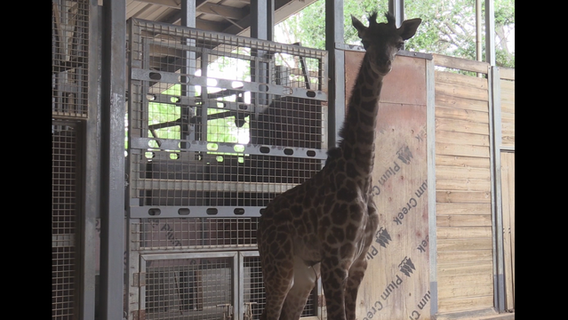 Brevard Zoo welcomes newborn giraffe