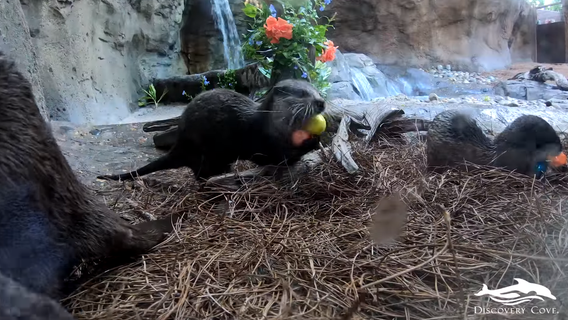 So cute! Discovery Cove otters go on Easter egg hunt