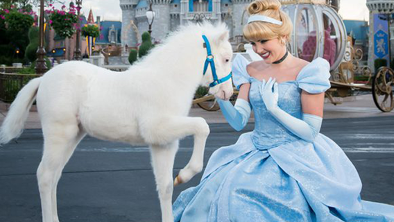 Adorable new 'Cinderella Pony' makes her debut at Walt Disney World