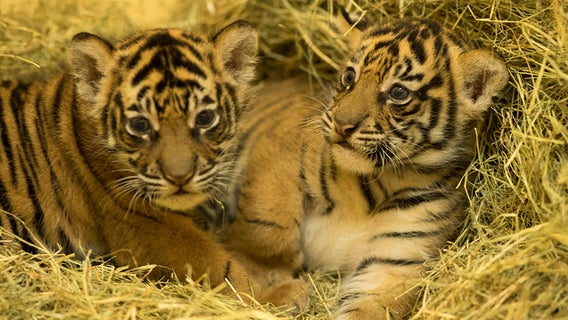 Disney's Animal Kingdom welcomes 2 Sumatran tiger cubs
