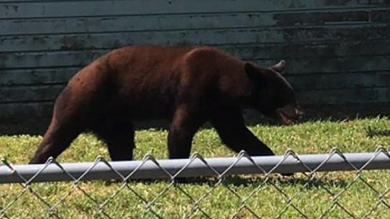 Bear sightings reported in The Villages, Wildwood