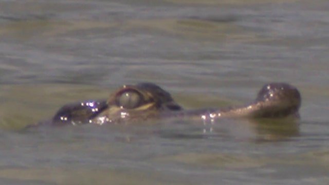 Elusive Chicago lagoon alligator draws crowds, inspires social media response