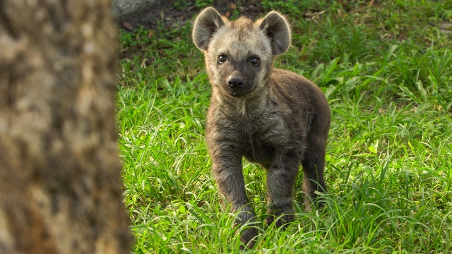 Busch Gardens shows off hyena cub