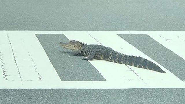 Young gator uses crosswalk in Land O' Lakes