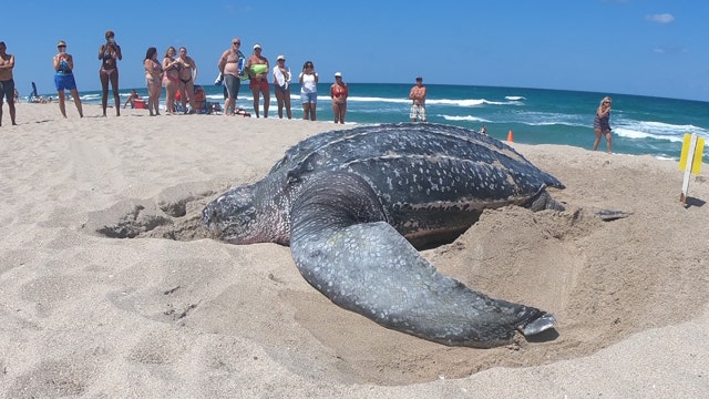Large leatherback turtle nests on South Florida beach