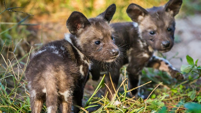 First litter of African painted dogs born at ZooTampa at Lowry Park