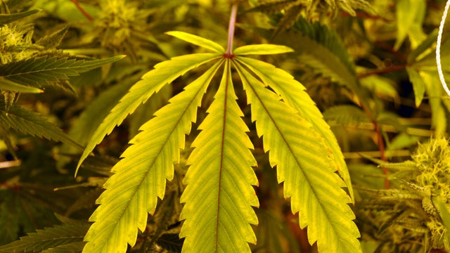 House members warn about marijuana dangers