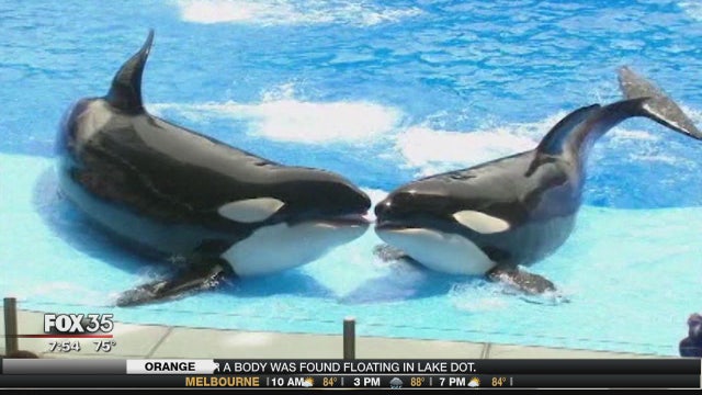 Attendance continues to climb at SeaWorld Orlando