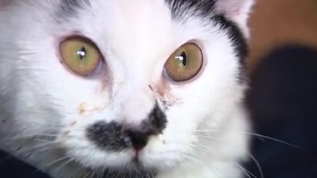 Cat recovering after being shot 13 times with BB gun