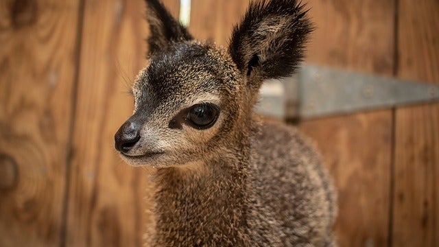 Brevard Zoo holds '$5 Admission Day' for Florida residents