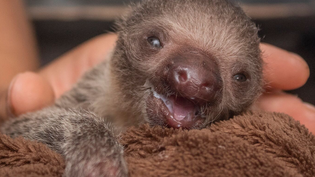 Baby sloth welcomed into the Brevard Zoo