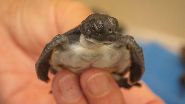 Brevard Zoo takes in hundreds of tiny sea turtles