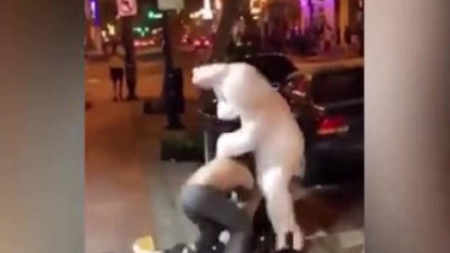 Man in bunny suit helps break up fight in Downtown Orlando