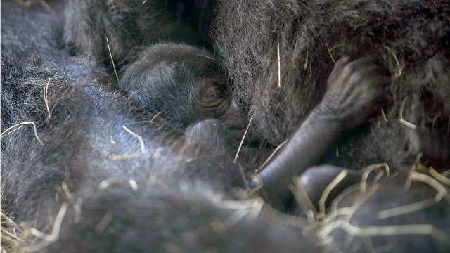 Baby gorilla Oliver makes his debut at Busch Gardens