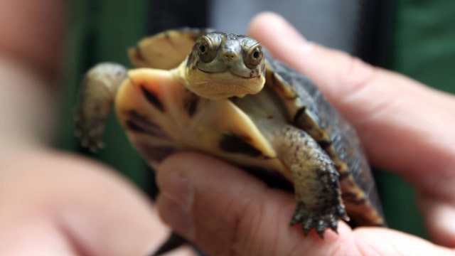 Pet turtles linked to salmonella outbreak across 13 states, CDC says